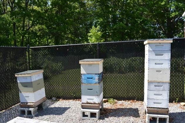 Bee Hives