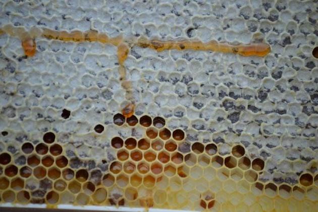 Honeycomb 