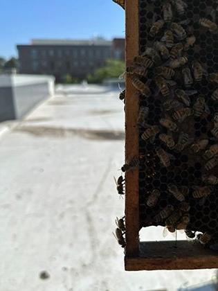 Bees in RIC Beehives