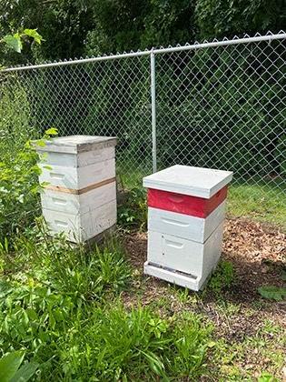 Two of the four RIC beehives