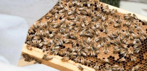 close up photo of beehive